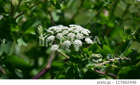 ボウフウ　ボタンボウフウ（Peucedanum japonicum） 127802446