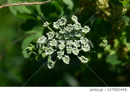 ボウフウ　ボタンボウフウ（Peucedanum japonicum） 127802448
