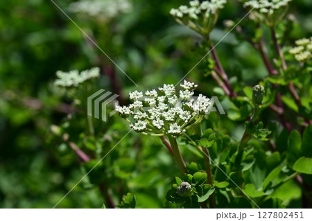ボウフウ　ボタンボウフウ（Peucedanum japonicum） 127802451