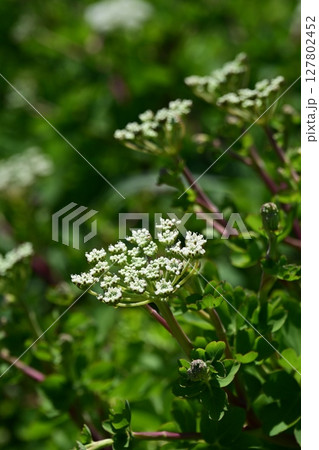 ボウフウ　ボタンボウフウ（Peucedanum japonicum） 127802452