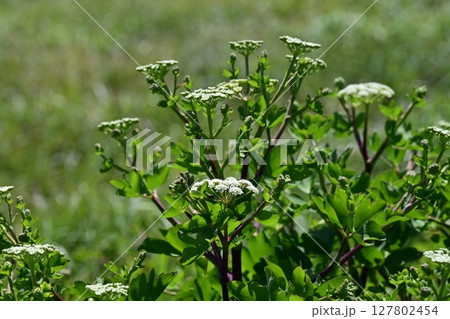 ボウフウ ボタンボウフウ(Peucedanum japonicum) ボウフウ ボタンボウフウ(Peucedanum japonicum) 127802454