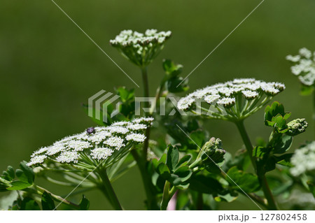 ボウフウ ボタンボウフウ(Peucedanum japonicum) ボウフウ ボタンボウフウ(Peucedanum japonicum) 127802458