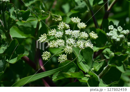ボウフウ　ボタンボウフウ（Peucedanum japonicum） 127802459