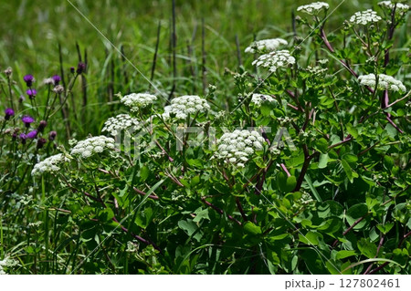 ボウフウ　ボタンボウフウ（Peucedanum japonicum） 127802461
