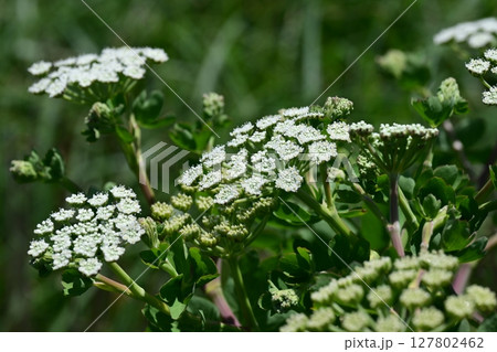 ボウフウ ボタンボウフウ(Peucedanum japonicum) ボウフウ ボタンボウフウ(Peucedanum japonicum) 127802462