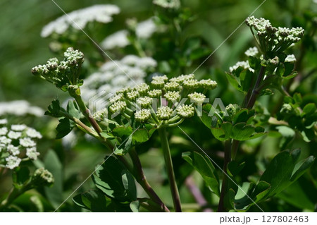 ボウフウ　ボタンボウフウ（Peucedanum japonicum） 127802463