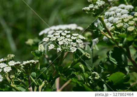 ボウフウ　ボタンボウフウ（Peucedanum japonicum） 127802464