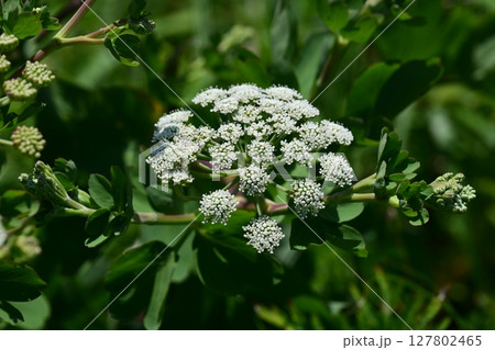 ボウフウ ボタンボウフウ(Peucedanum japonicum) ボウフウ ボタンボウフウ(Peucedanum japonicum) 127802465