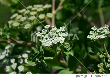 ボウフウ ボタンボウフウ(Peucedanum japonicum) ボウフウ ボタンボウフウ(Peucedanum japonicum) 127802467