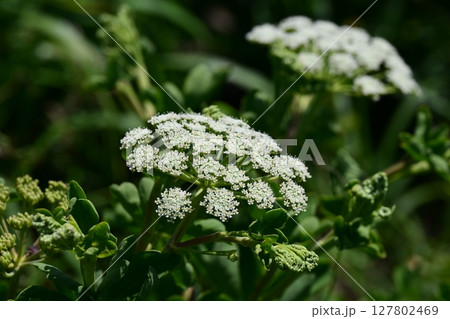ボウフウ ボタンボウフウ(Peucedanum japonicum) ボウフウ ボタンボウフウ(Peucedanum japonicum) 127802469