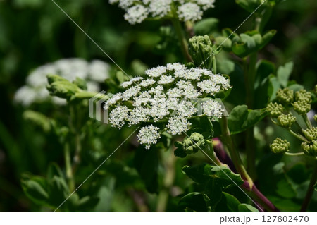 ボウフウ ボタンボウフウ(Peucedanum japonicum) ボウフウ ボタンボウフウ(Peucedanum japonicum) 127802470