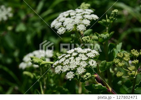 ボウフウ　ボタンボウフウ（Peucedanum japonicum） 127802471