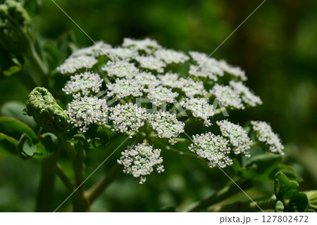 ボウフウ　ボタンボウフウ（Peucedanum japonicum） 127802472