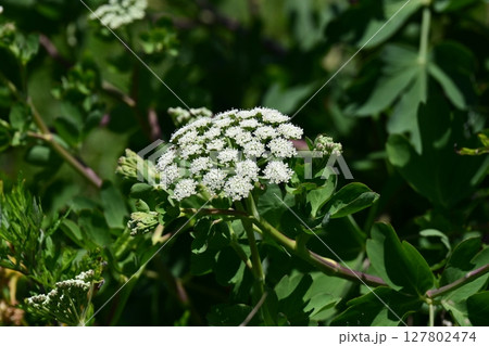 ボウフウ　ボタンボウフウ（Peucedanum japonicum） 127802474