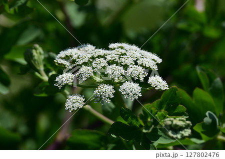 ボウフウ　ボタンボウフウ（Peucedanum japonicum） 127802476