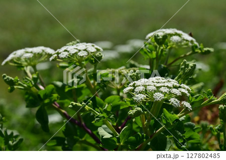 ボウフウ　ボタンボウフウ（Peucedanum japonicum） 127802485