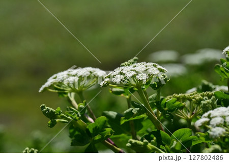 ボウフウ　ボタンボウフウ（Peucedanum japonicum） 127802486