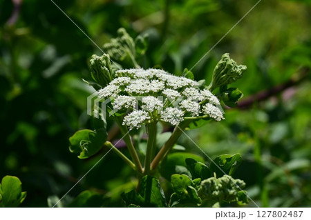 ボウフウ ボタンボウフウ(Peucedanum japonicum) ボウフウ ボタンボウフウ(Peucedanum japonicum) 127802487