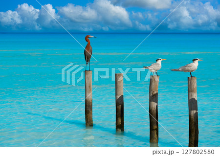 Royal Caspian terns and Reddish Egret heron 127802580