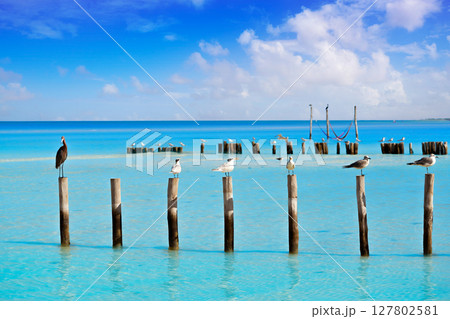 Royal Caspian terns and Reddish Egret heron 127802581