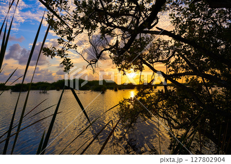 Mangroove sunset in Riviera Maya Mangroove sunset in Riviera Maya 127802904