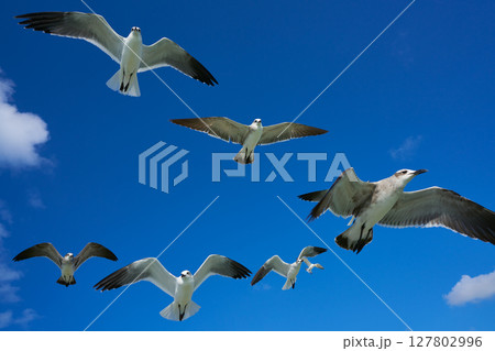 Seagulls sea gulls flying on blue sky 127802996