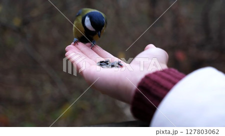 Woman feeding cute tit bird to sunflower seeds in forest. Small titmouse eating meal from arm of young girl outdoor. Beautiful tomtit pecking food from a female hand at autumn. Close up Slow motion 127803062