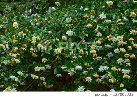 雨上がりに雨粒をまとったクチナシの花の背景素材 127803332