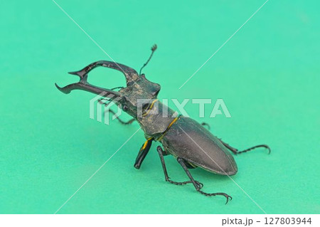Macro shot of a European longhorn beetle on a chroma key background. Close-up of a male European longhorn beetle. European longhorn beetle on a green background. Concept of endangered species and Macro shot of a European longhorn beetle on a chroma key background. Close-up of a male European longhorn beetle. European longhorn beetle on a green background. Concept of endangered species and 127803944
