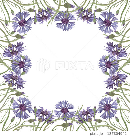 Watercolor frame of cornflower flower. Hand-drawn clip-art on white background. Delicate realistic images of Medicinal herbs for packaging, textiles, printing, holiday cards, wedding, menu Watercolor frame of cornflower flower. Hand-drawn clip-art on white background. Delicate realistic images of Medicinal herbs for packaging, textiles, printing, holiday cards, wedding, menu 127804942