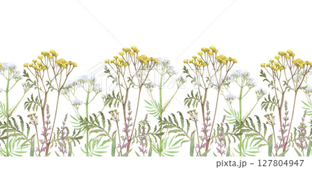 Watercolor seamless border of tansy,valerian,salvia.Hand-drawn clip-art on white.Realistic images of Medicinal herbs for packaging, textiles, printing, holiday cards, wedding, menu 127804947
