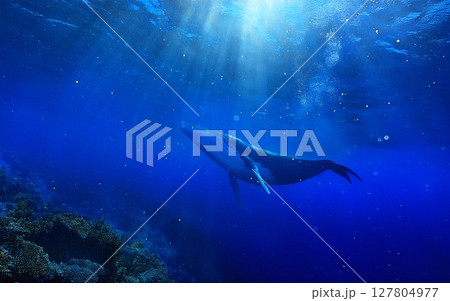 海中を泳ぐクジラ_4 127804977