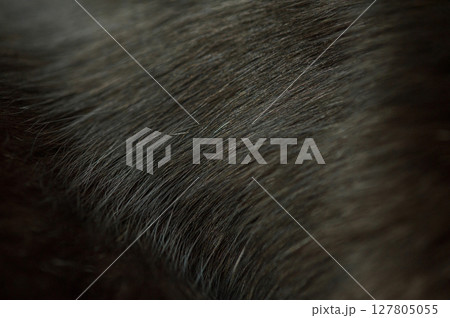 Macro photo of black cat fur as a photo. Macro photo of black cat fur as a photo. 127805055