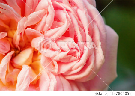 Pink rose with water drops on a green background. Macro photo of a rose. Flower as a background. 127805056