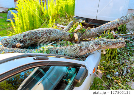 Strong winds uproot tree branches onto parked car, causing damage in quiet storm aftermath Strong winds uproot tree branches onto parked car, causing damage in quiet storm aftermath 127805135