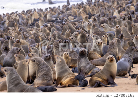 fur seal at cape cross, Namibia fur seal at cape cross, Namibia 127805165