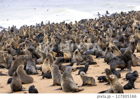 fur seal at cape cross, Namibia 127805166