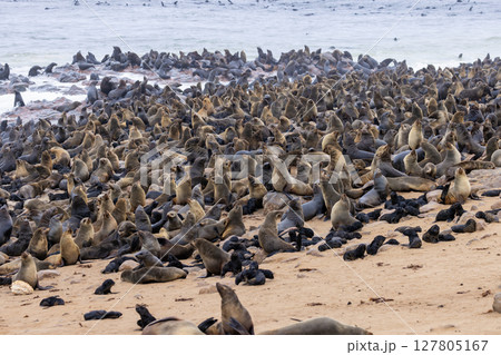 fur seal at cape cross, Namibia 127805167