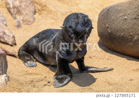 Fur seal in cape cross, Namibia. Fur seal in cape cross, Namibia. 127805171