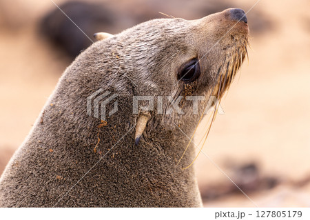 fur seal at cape cross, Namibia fur seal at cape cross, Namibia 127805179