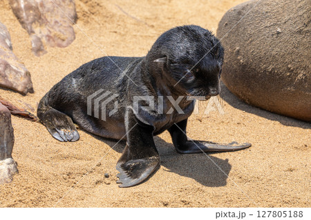 Fur seal in cape cross, Namibia. Fur seal in cape cross, Namibia. 127805188