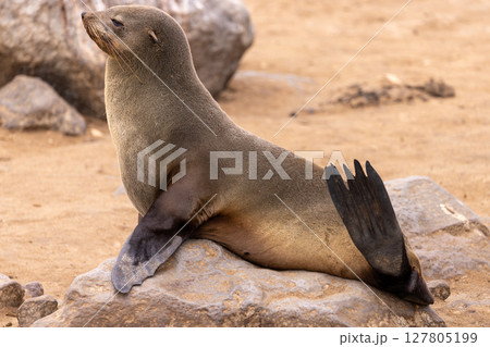 fur seal at cape cross, Namibia fur seal at cape cross, Namibia 127805199