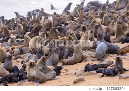 fur seal at cape cross, Namibia 127805204