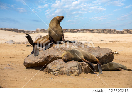 Fur seal in cape cross, Namibia. 127805218
