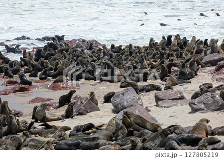 Fur seal in cape cross, Namibia. 127805219