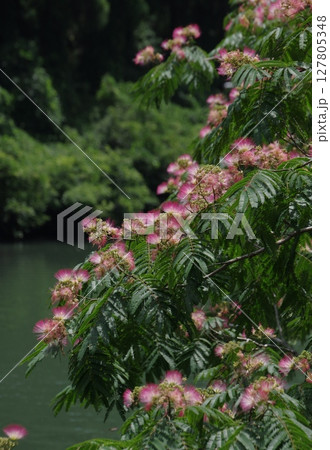 水辺のネムノキ 水辺のネムノキ 127805348
