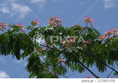 青空に元気よく咲くネムノキ 127805350