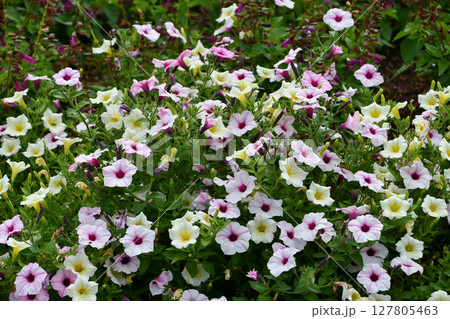ペチュニア Petunia 127805463