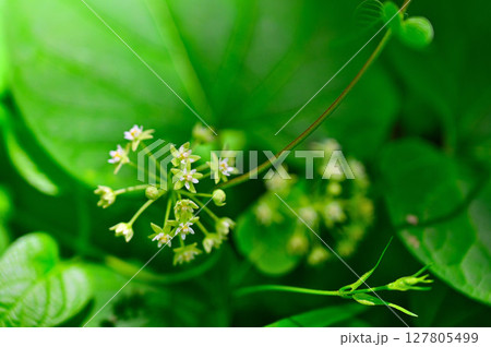 御坂山地の三ツ峠山　ガガイモ科イケマ 127805499
