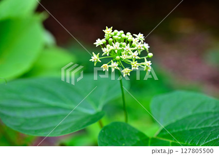 御坂山地の三ツ峠山　ガガイモ科イケマ 127805500